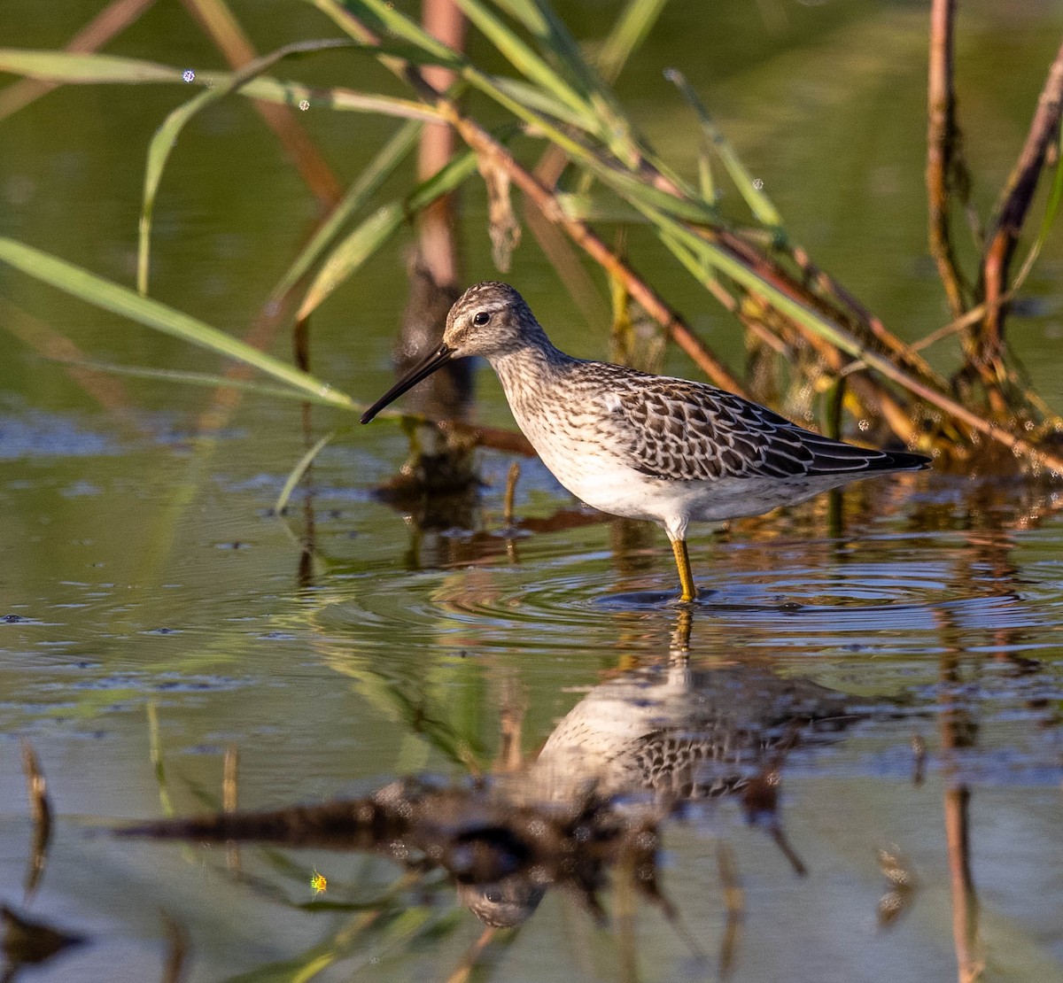 Stilt Sandpiper - ML485678541