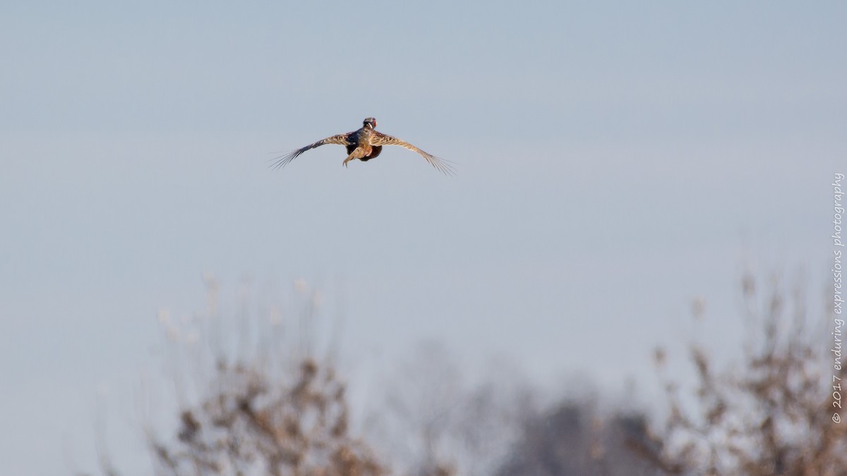 Ring-necked Pheasant - ML48567861