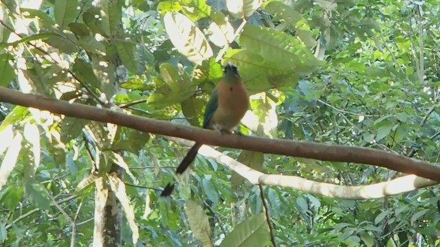 diademmotmot - ML485678911