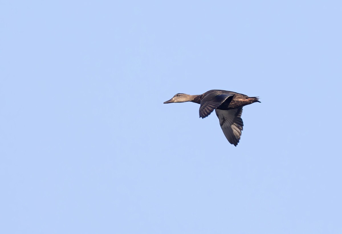 American Black Duck - ML485679351