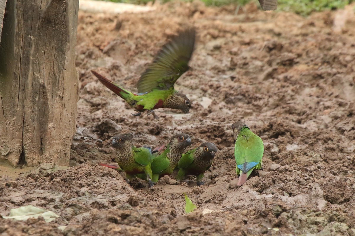 Bonaparte's Parakeet - ML48567951