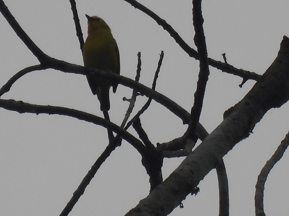 Forest White-eye - ML485679771