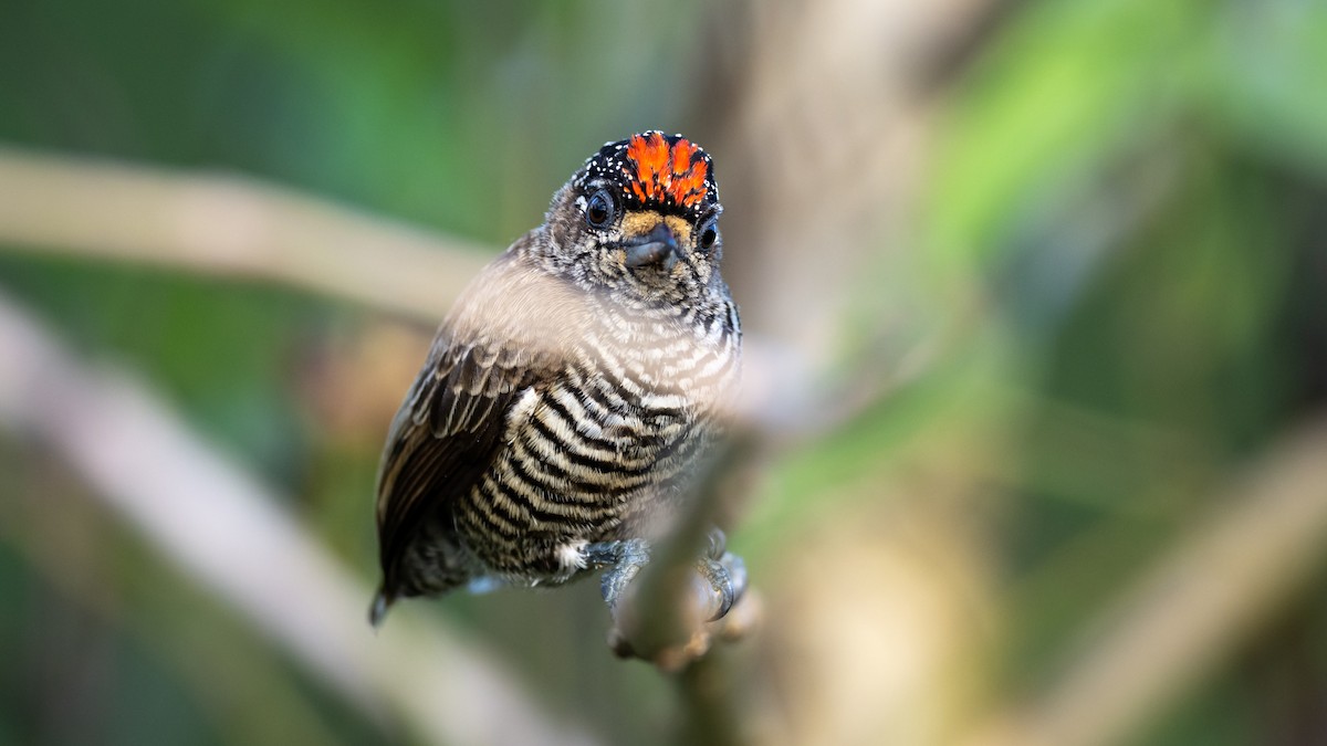 White-barred Piculet - ML485680421