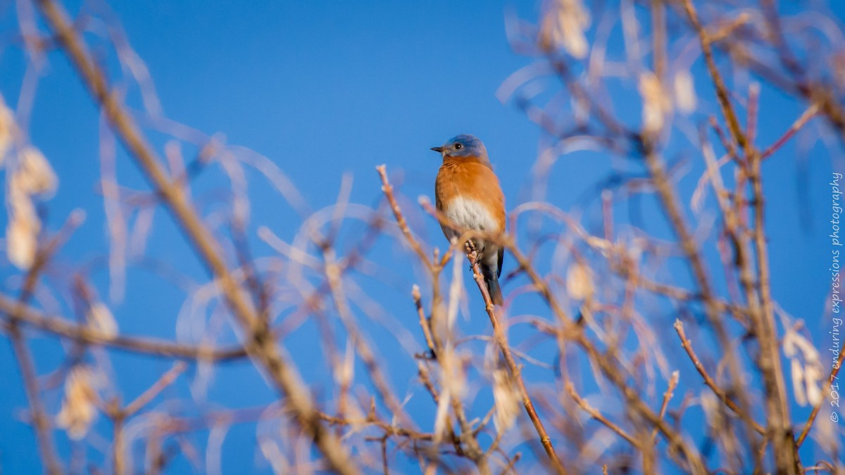 Eastern Bluebird - Charlie Shields