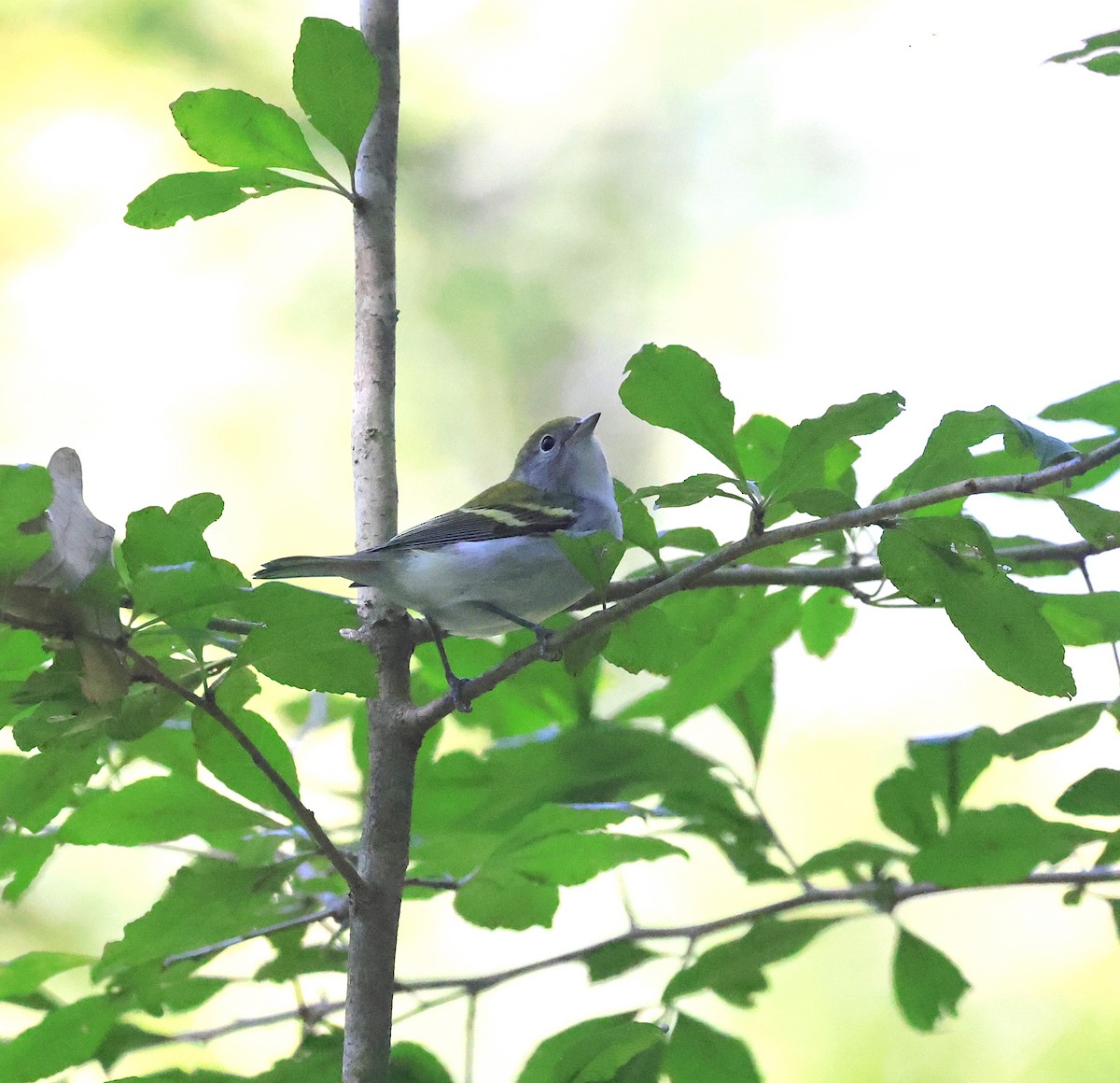 Chestnut-sided Warbler - ML485681111