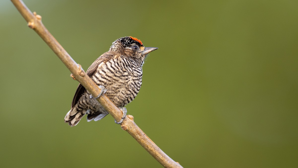 White-barred Piculet - ML485681171