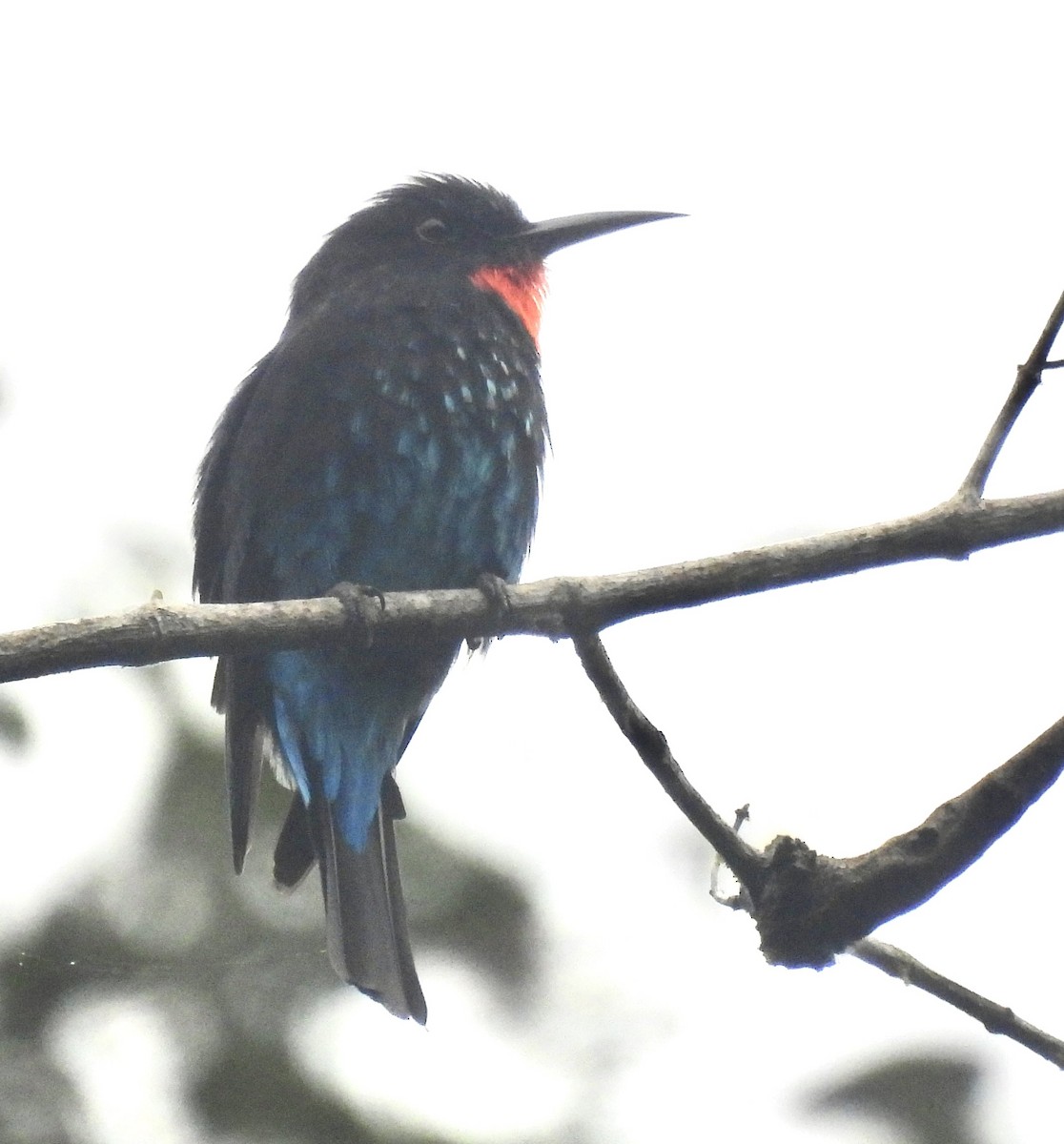 Black Bee-eater - ML485681221