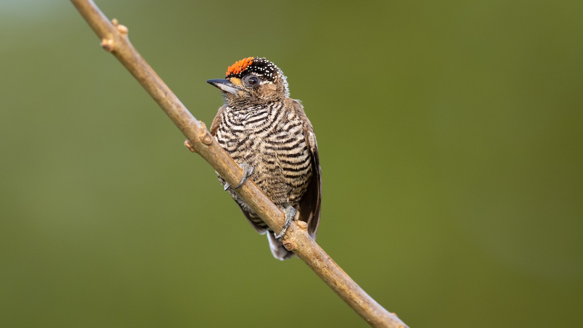 White-barred Piculet - ML485681291