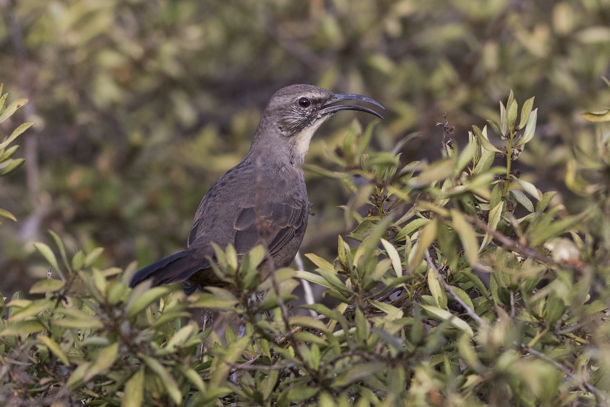 California Thrasher - ML485681361