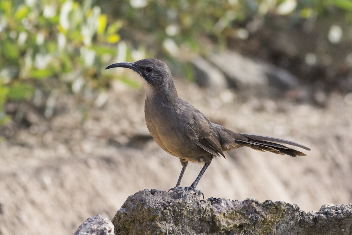 California Thrasher - ML485681371