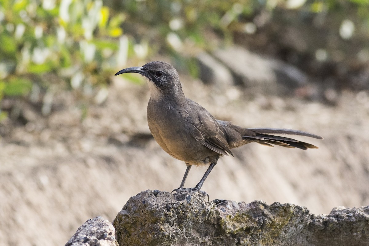 California Thrasher - ML485681381