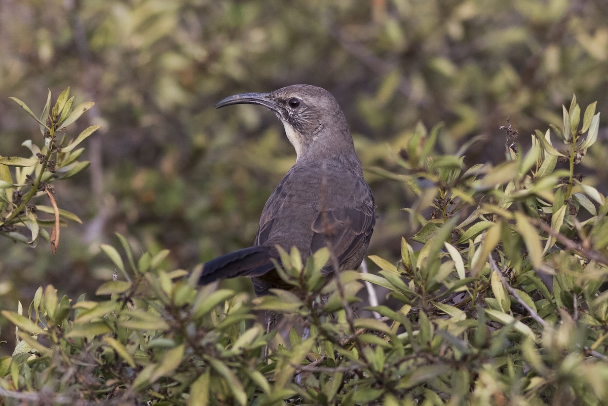 California Thrasher - ML485681391