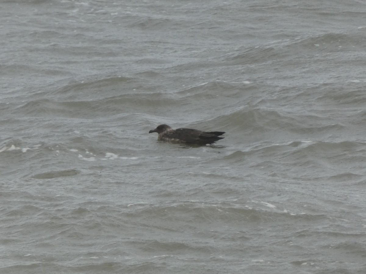 Great Skua - ML485681561