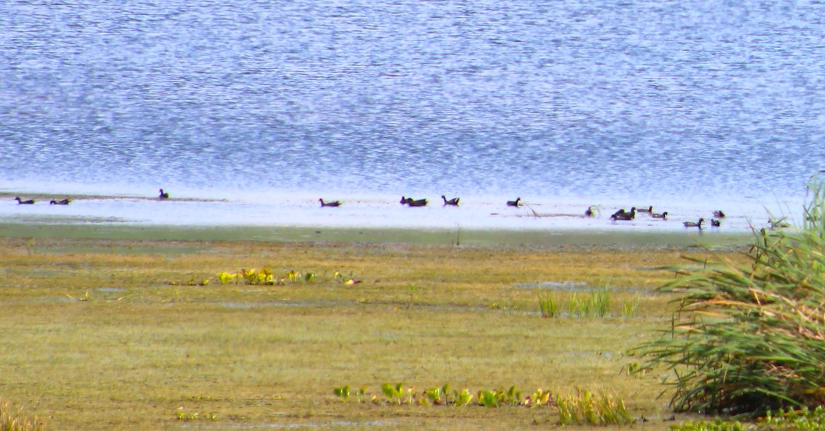 Common Gallinule - ML485681581