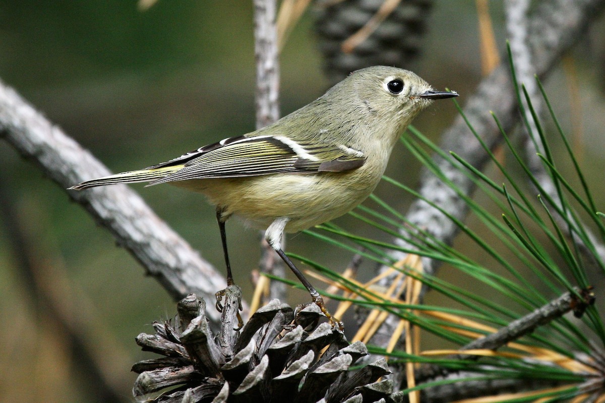 Ruby-crowned Kinglet - ML485681591
