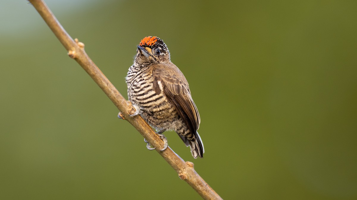 White-barred Piculet - ML485681731