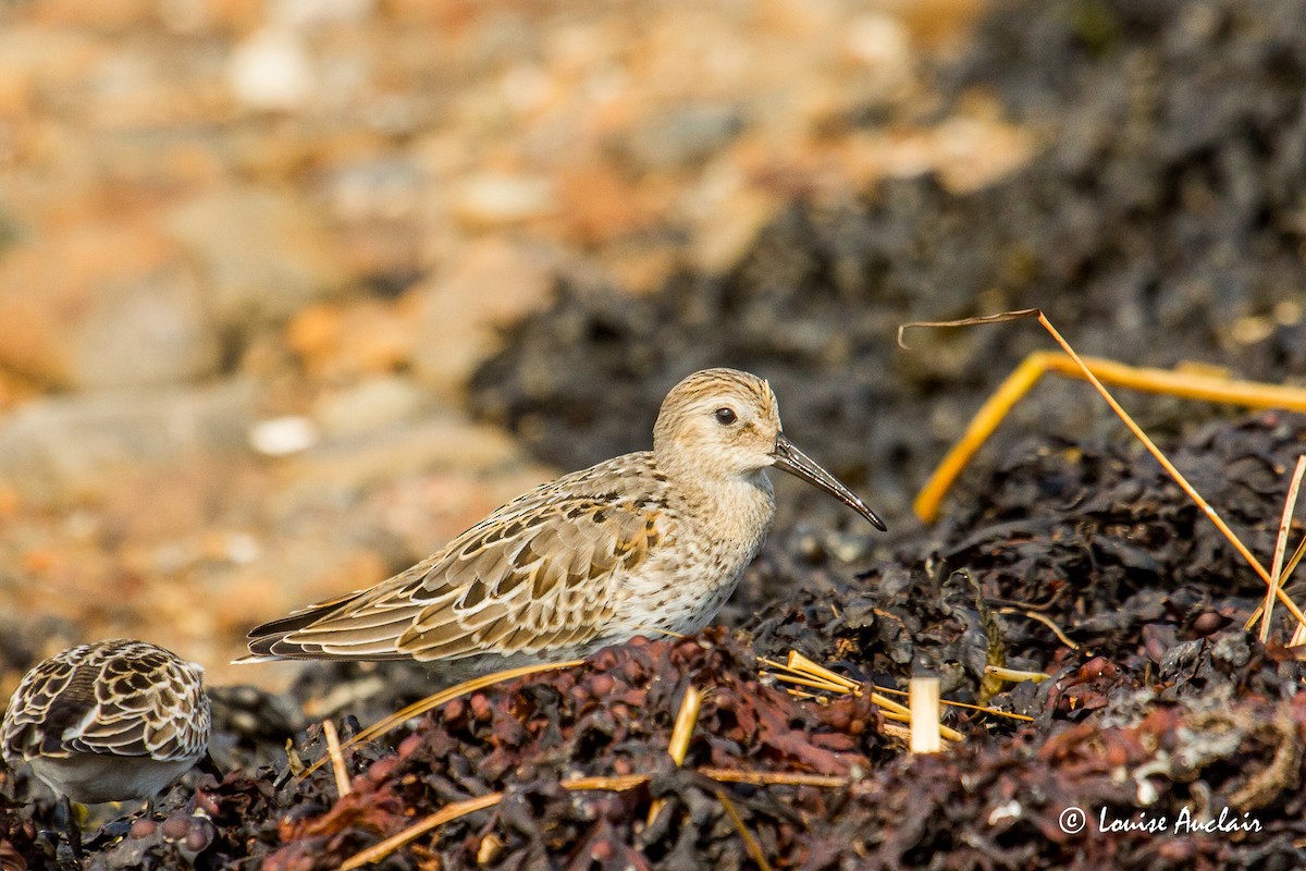 Dunlin - ML485681891