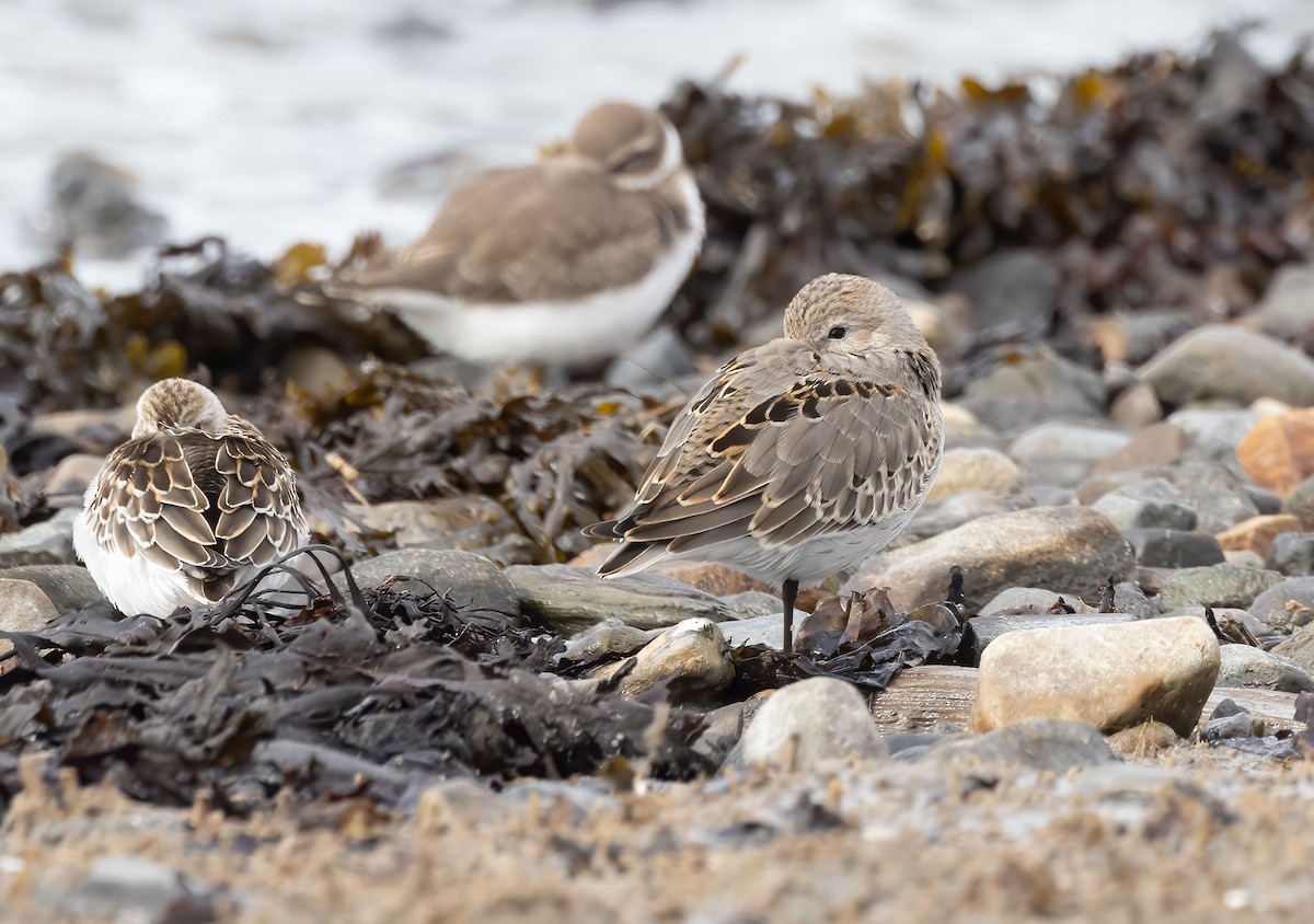 Dunlin - ML485681951