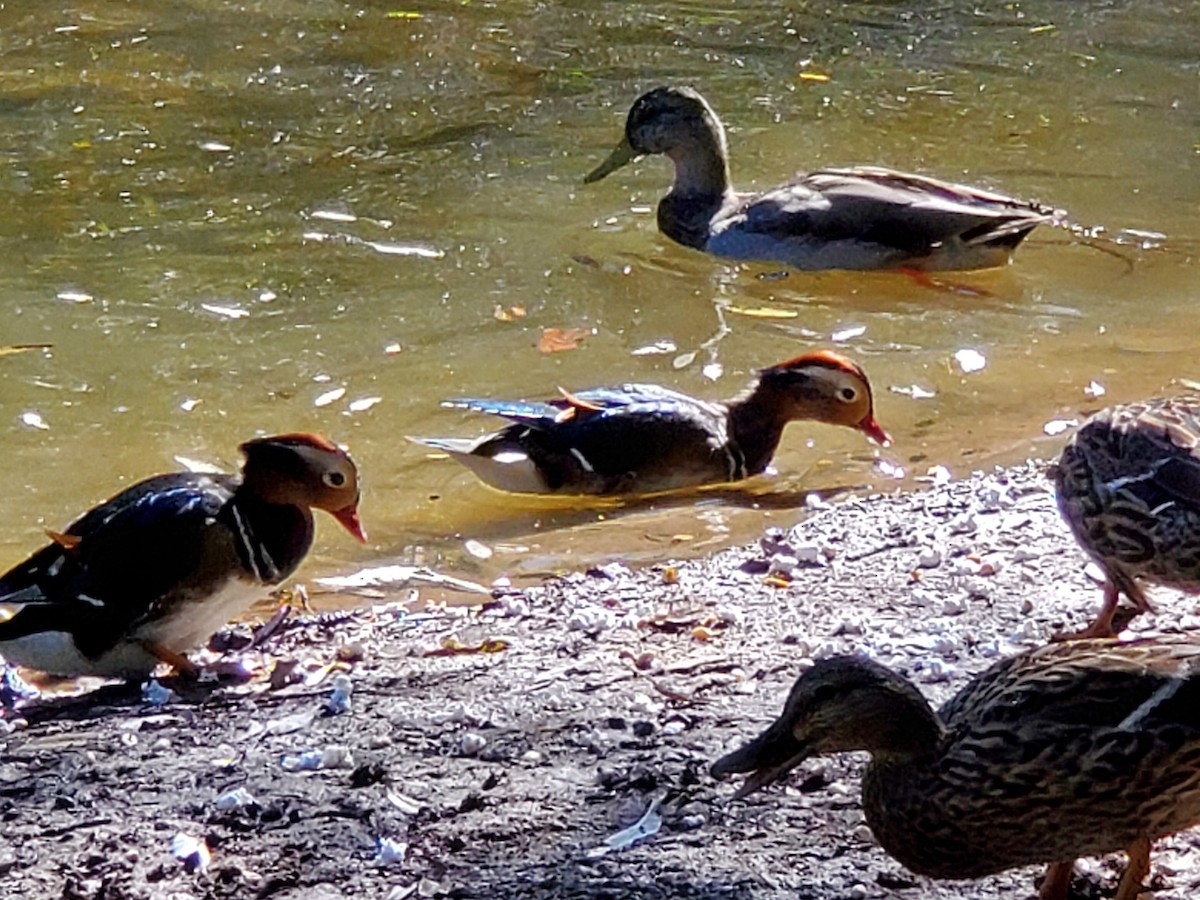 Mandarin Duck - Willow-Sharon Brooks