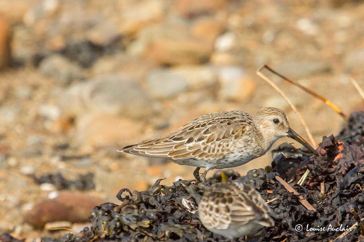 Dunlin - ML485682421