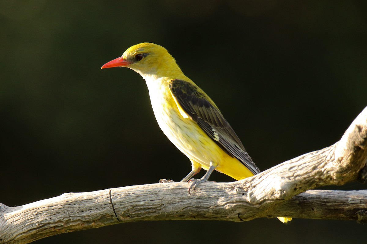 Eurasian Golden Oriole - ML485683601