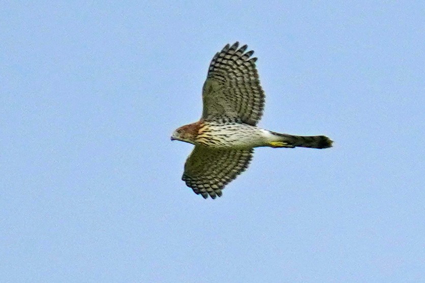 Cooper's Hawk - ML485683851