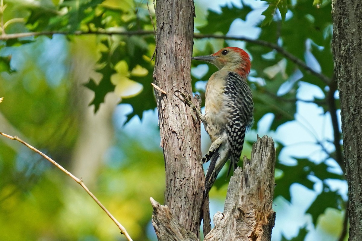 Red-bellied Woodpecker - ML485684031
