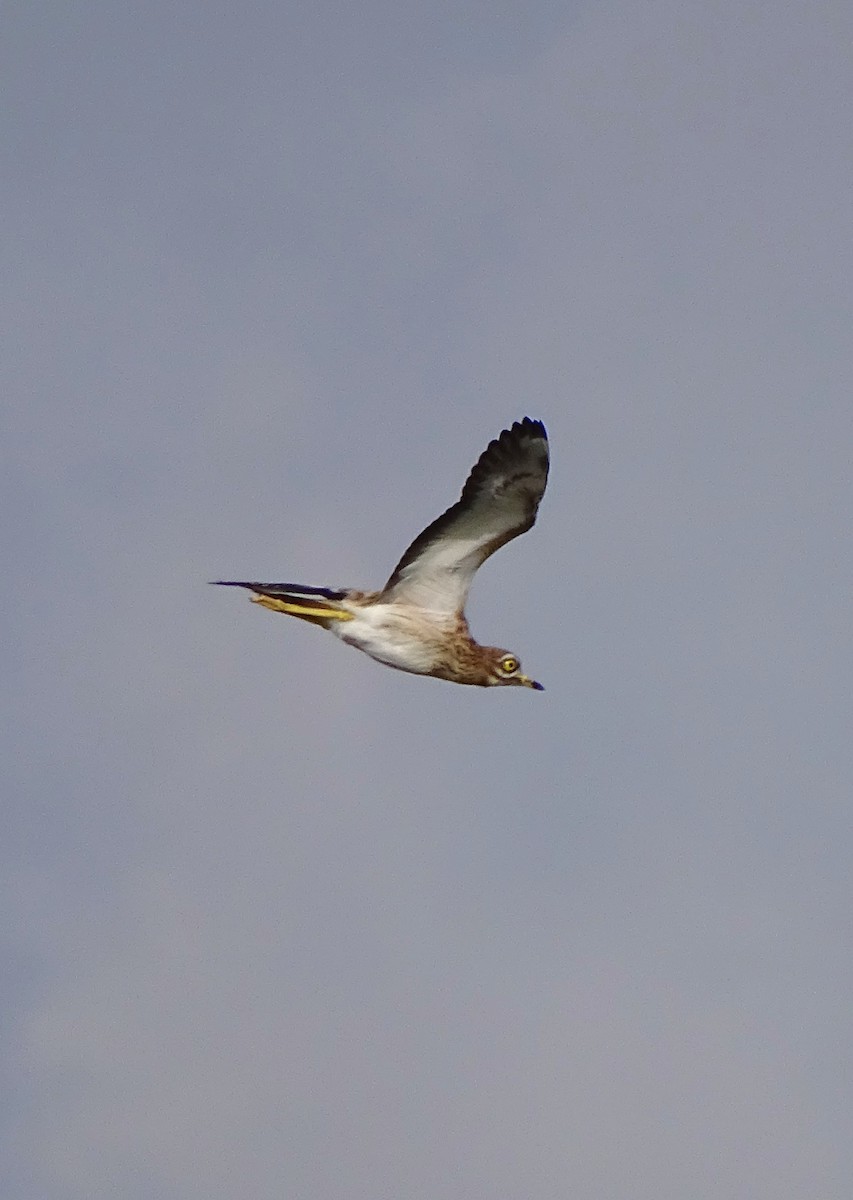 Eurasian Thick-knee - ML485684391