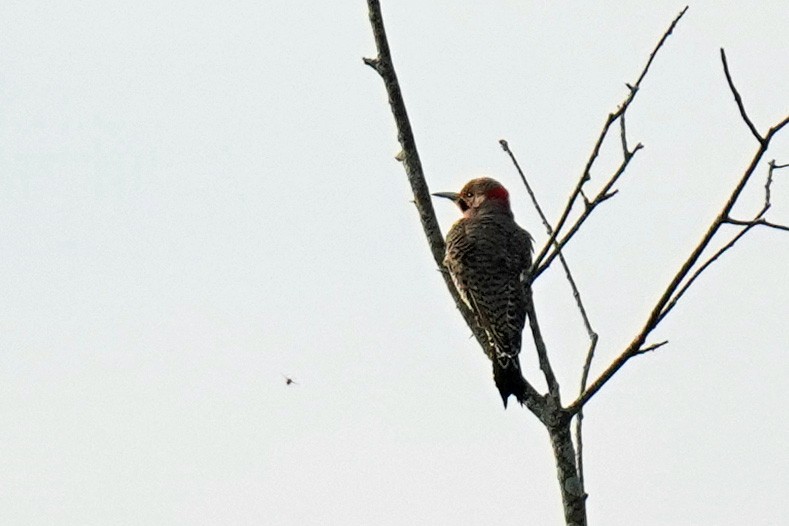 Northern Flicker - ML485684671