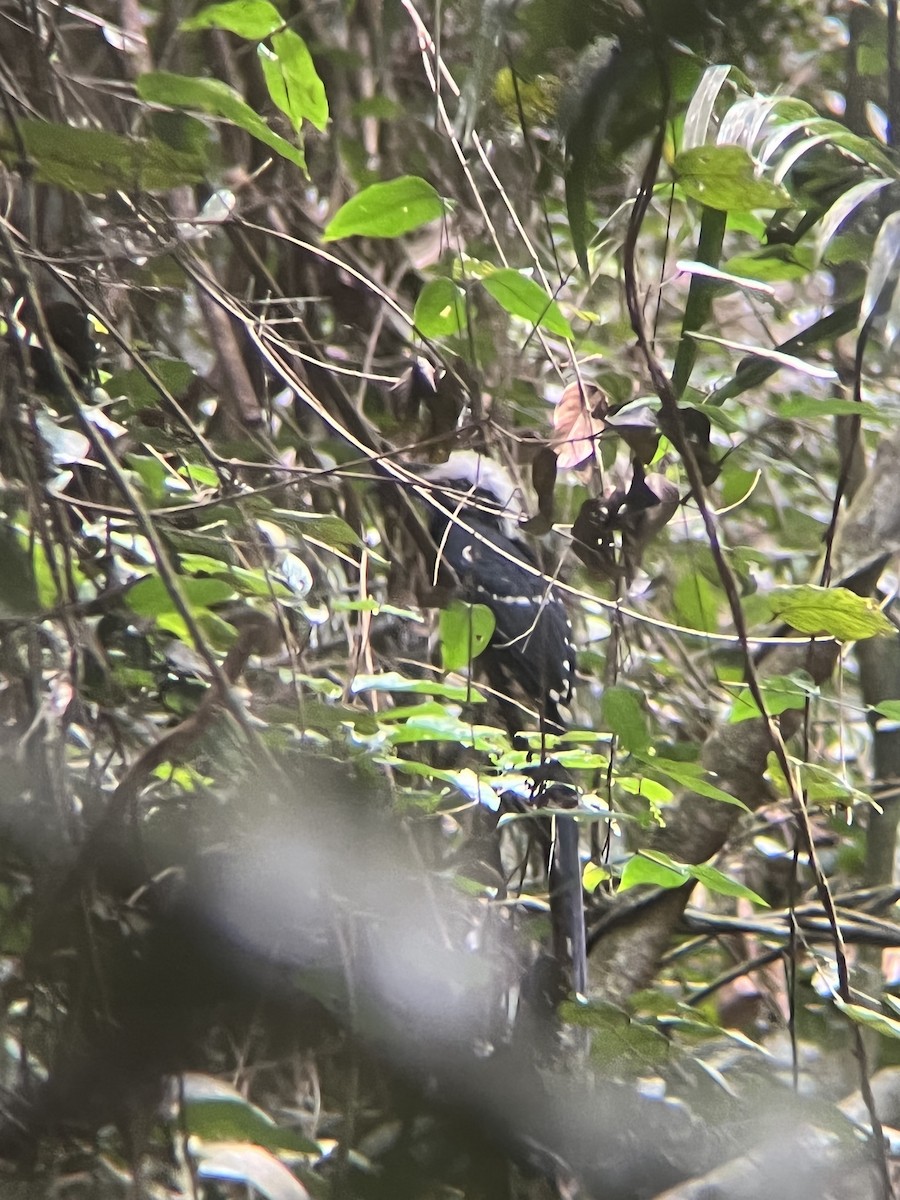 Eastern Long-tailed Hornbill - ML485684731