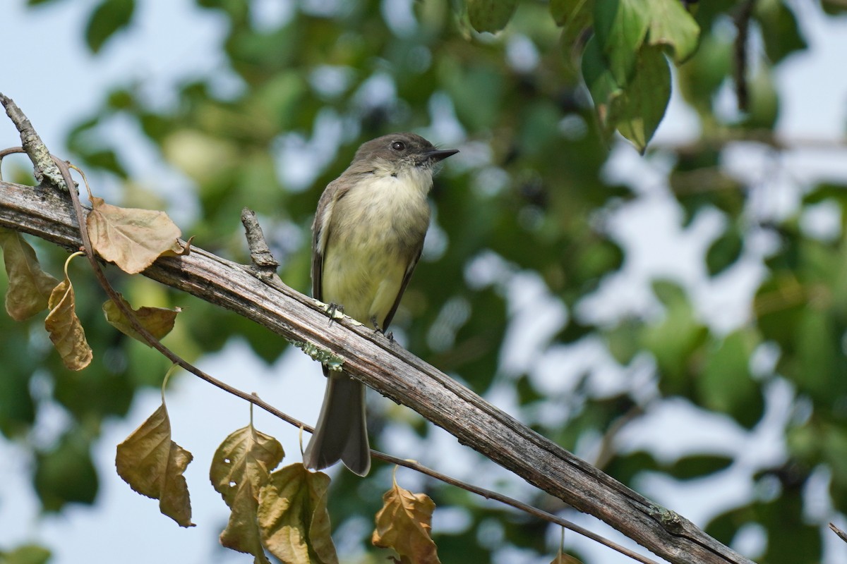 Eastern Phoebe - ML485684991