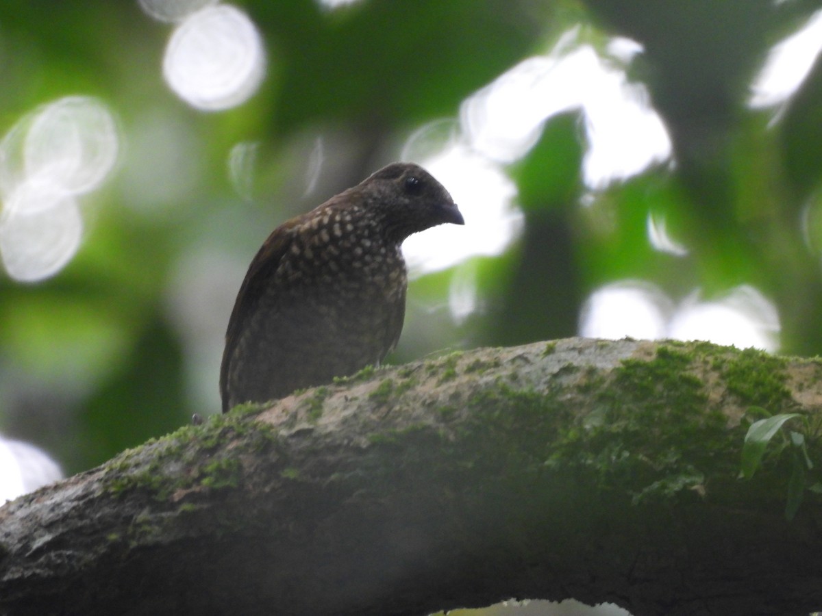 Spotted Honeyguide - ML485685301