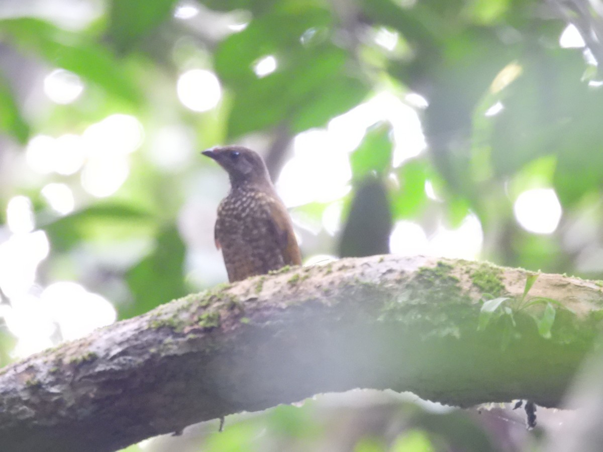 Spotted Honeyguide - ML485685311