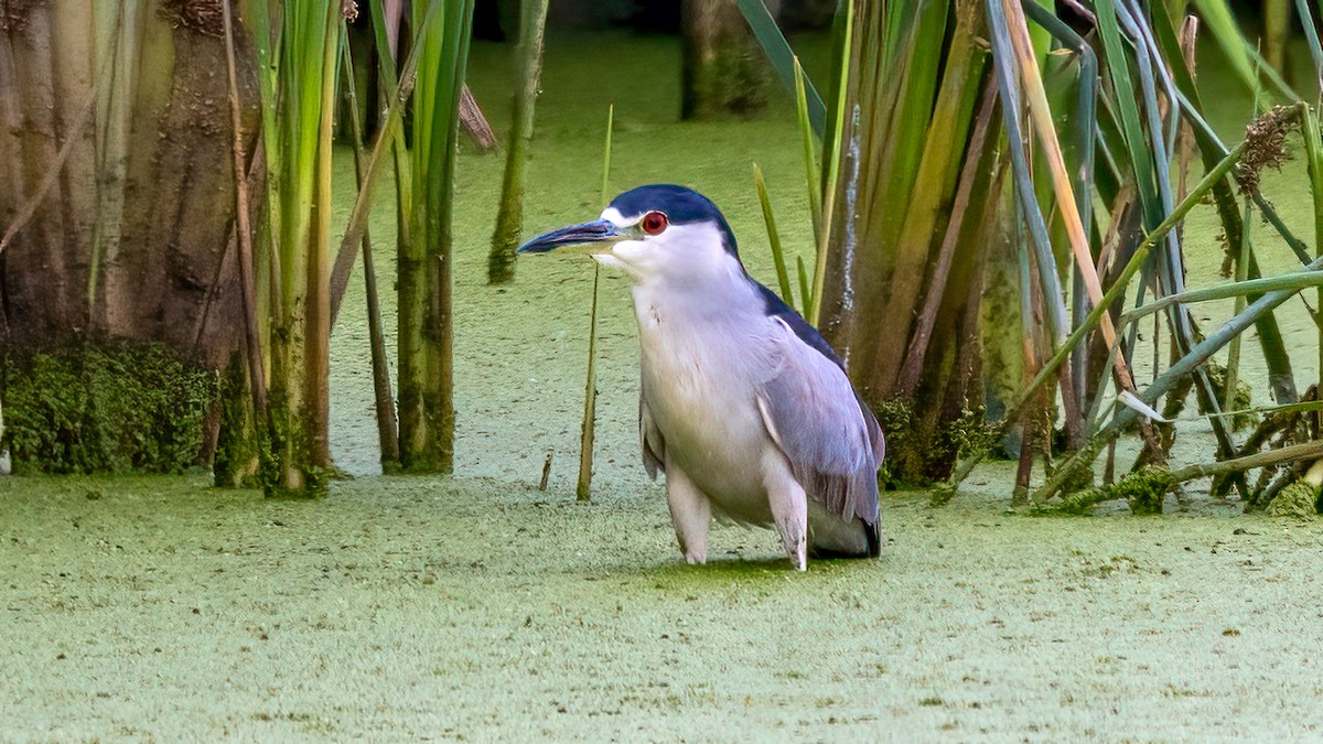 Black-crowned Night Heron - ML485685581