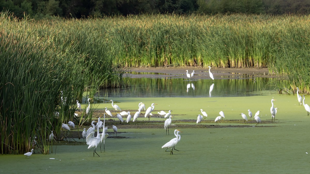 Great Egret - ML485685691