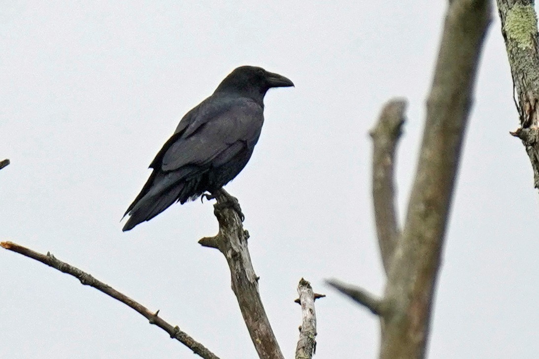 Common Raven - ML485685711