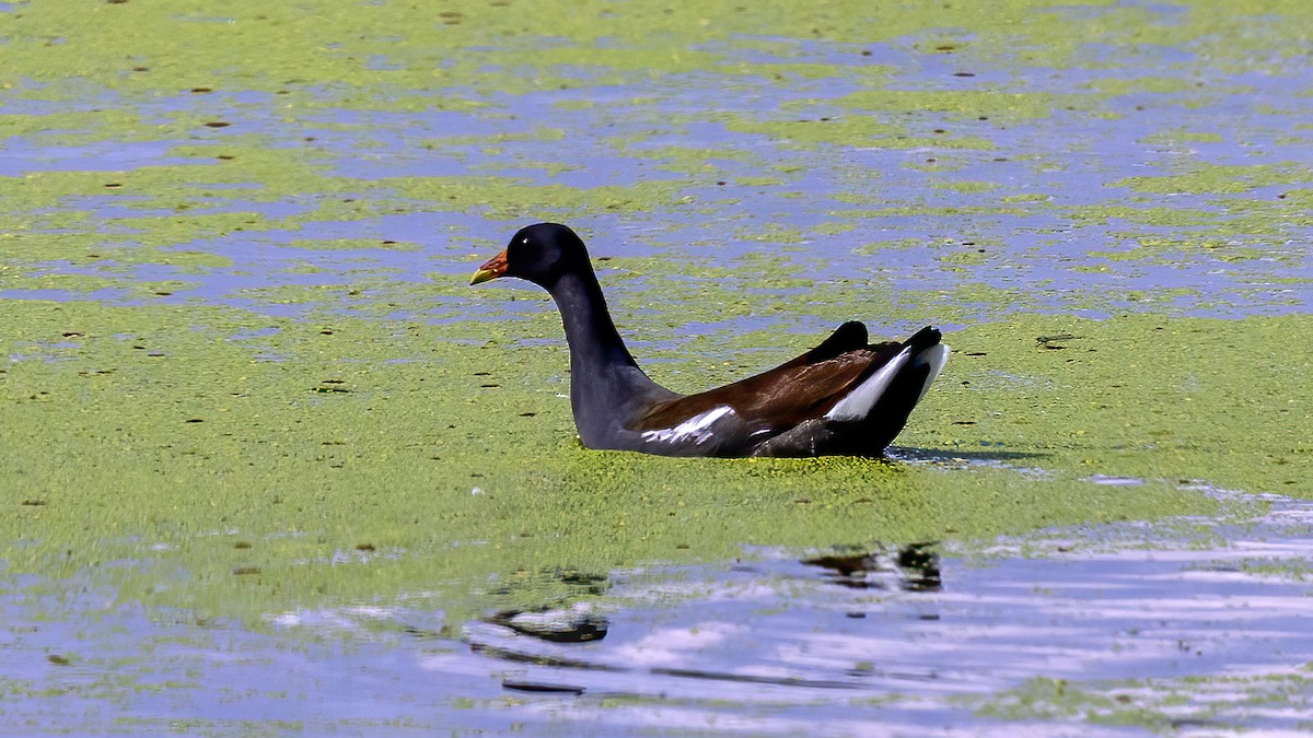 Uroilo amerikarra - ML485685841