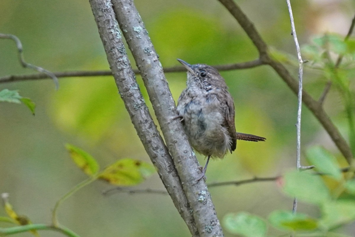 House Wren - ML485685861