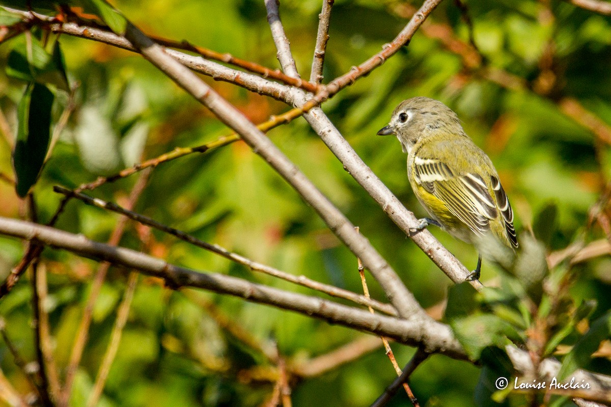 Blue-headed Vireo - Louise Auclair