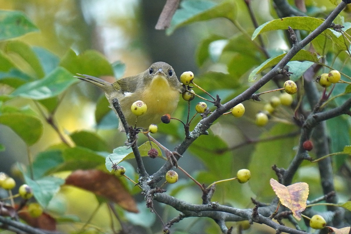 Common Yellowthroat - ML485686271