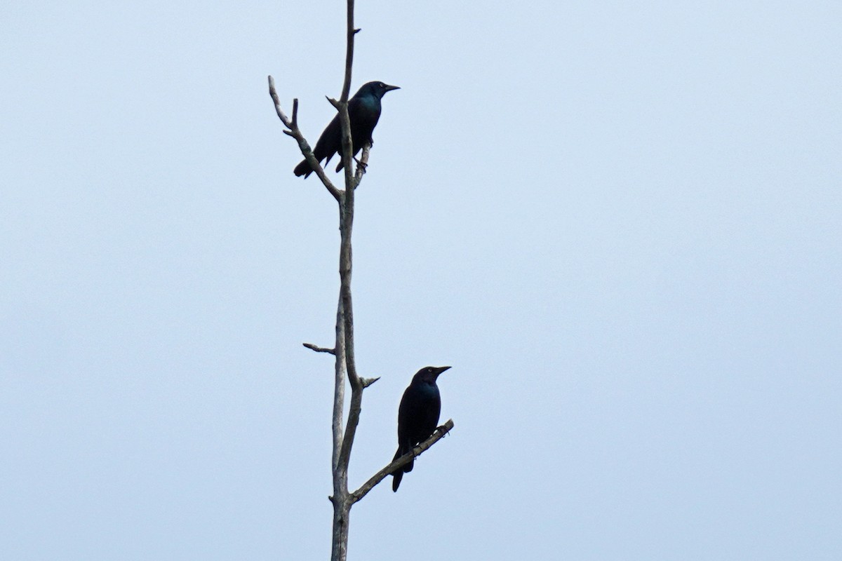 Common Grackle - ML485686431