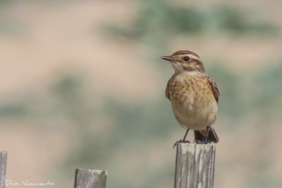 Whinchat - Dinis Nascimento