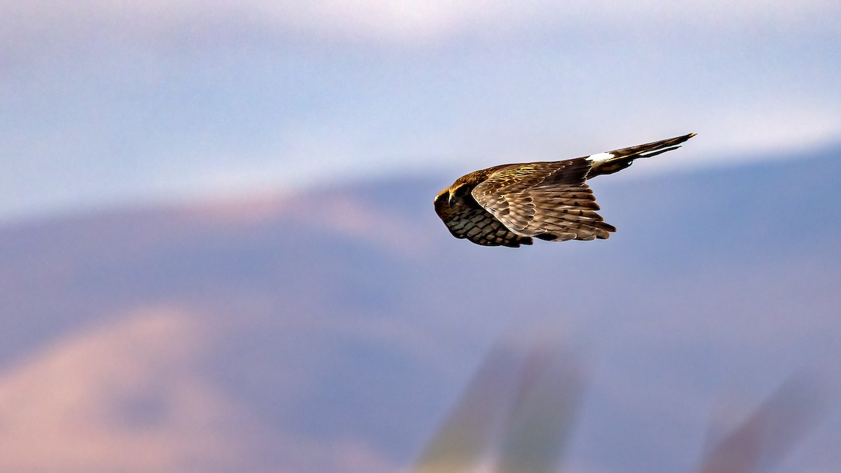 Northern Harrier - ML485686771