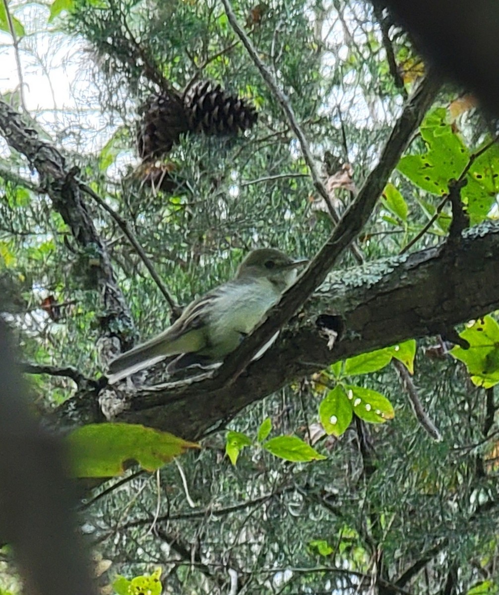 tanımsız Empidonax sp. - ML485686891