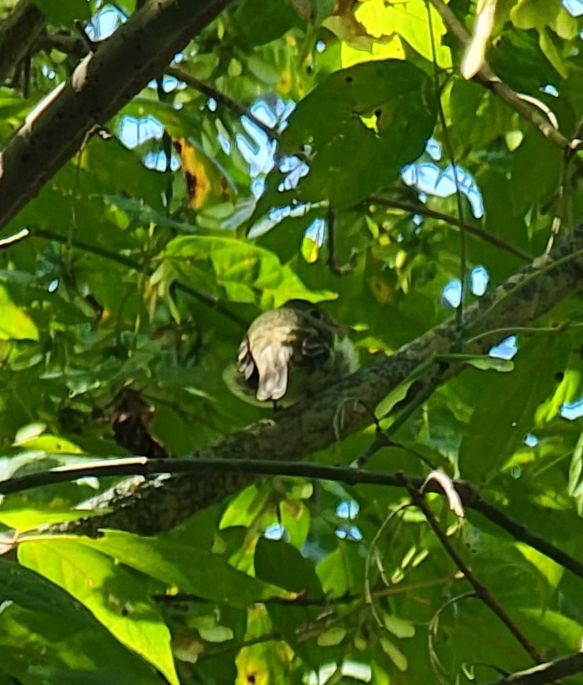 Empidonax sp. - ML485686961