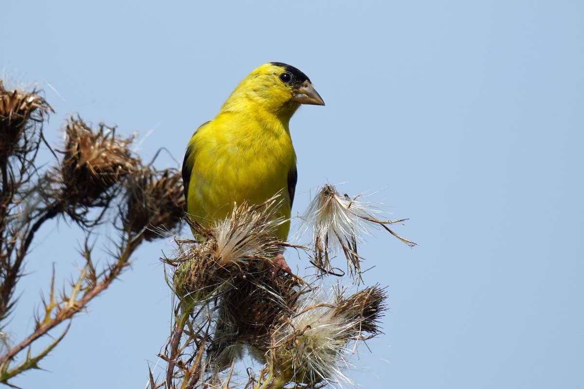 American Goldfinch - ML485687421