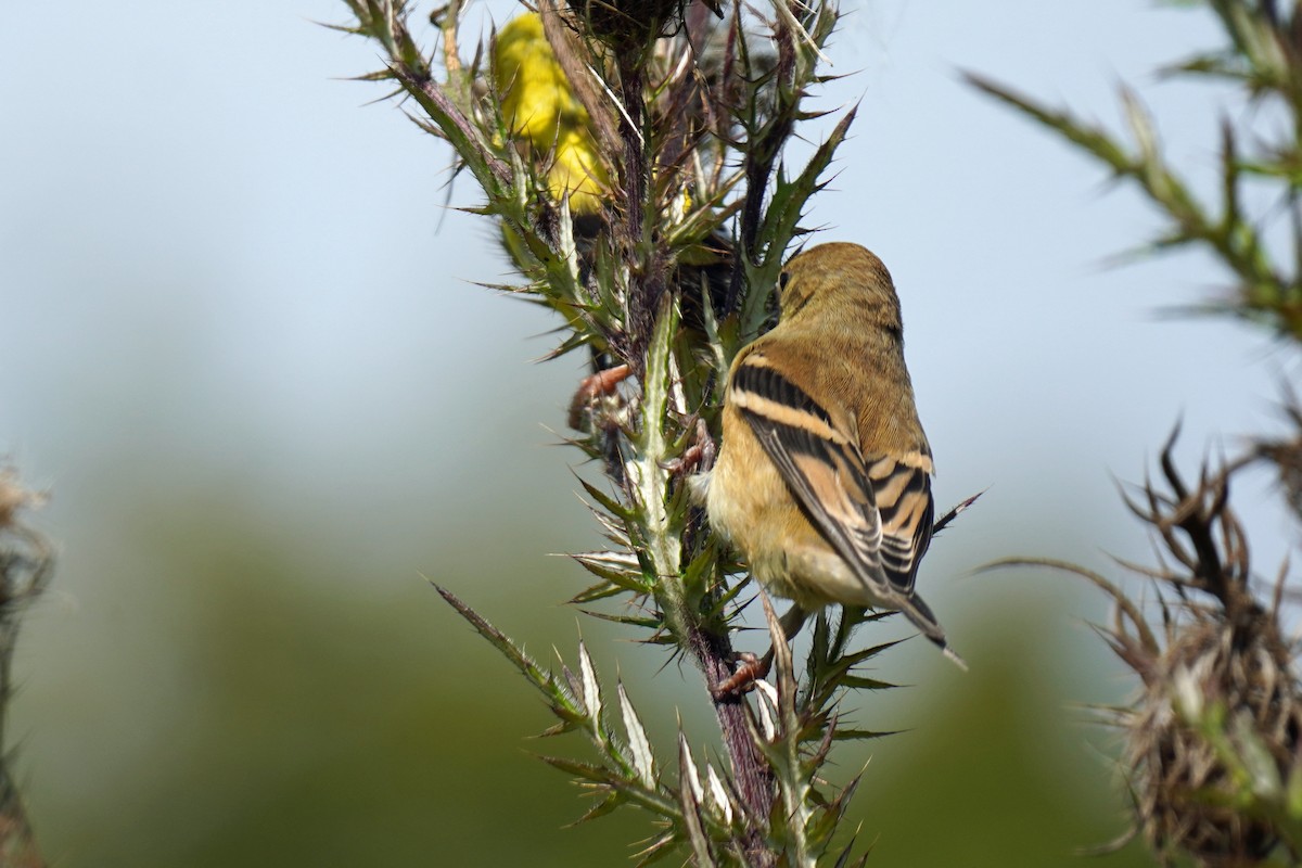 American Goldfinch - ML485687471