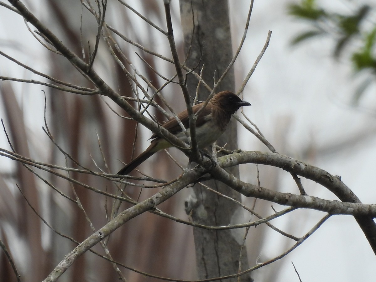 Common Bulbul - ML485688311