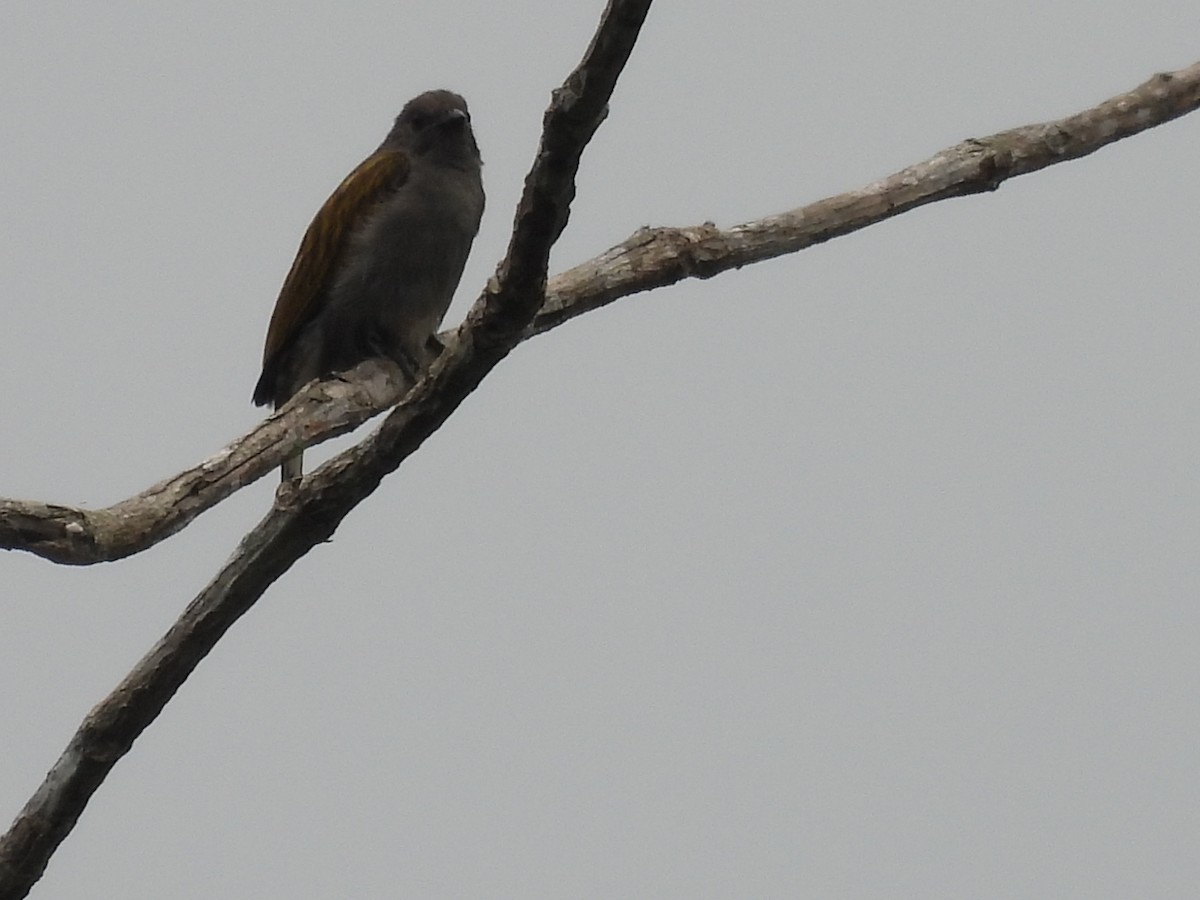 Lesser Honeyguide (Thick-billed) - Nick Ramsey