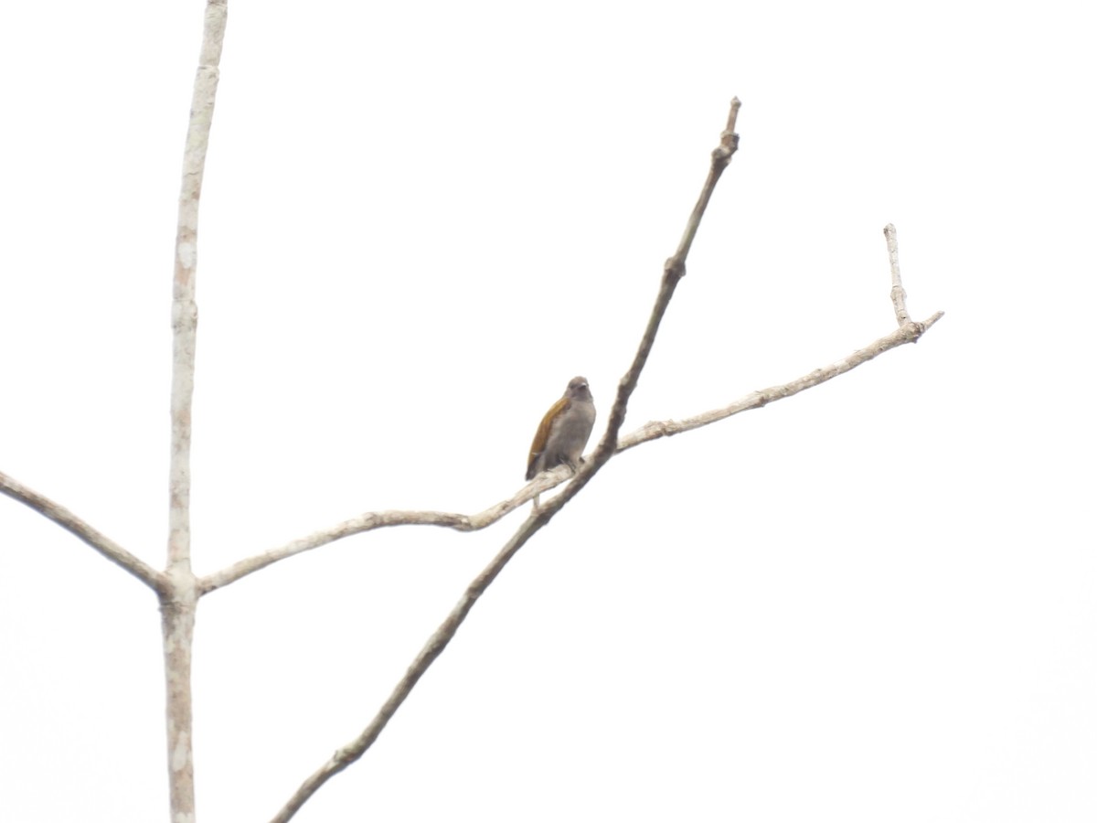 Lesser Honeyguide (Thick-billed) - ML485688421